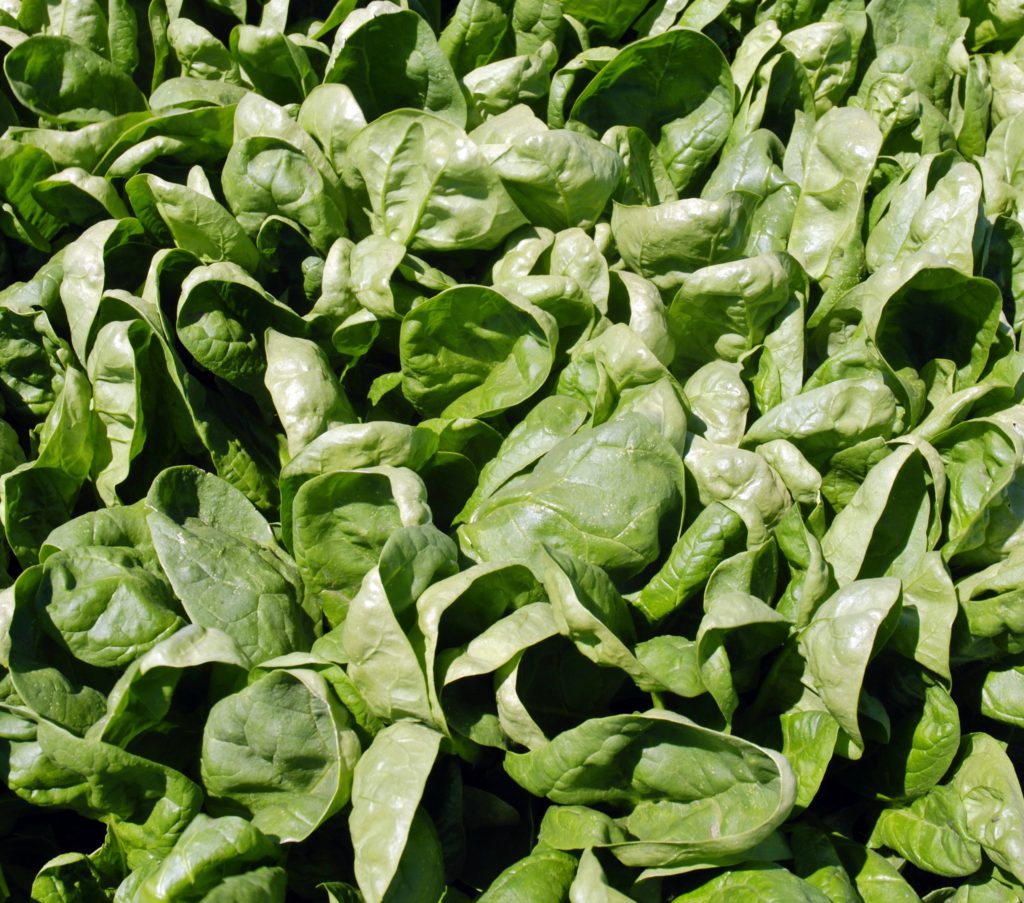 Spinach Crop | CelebrateMORE.com